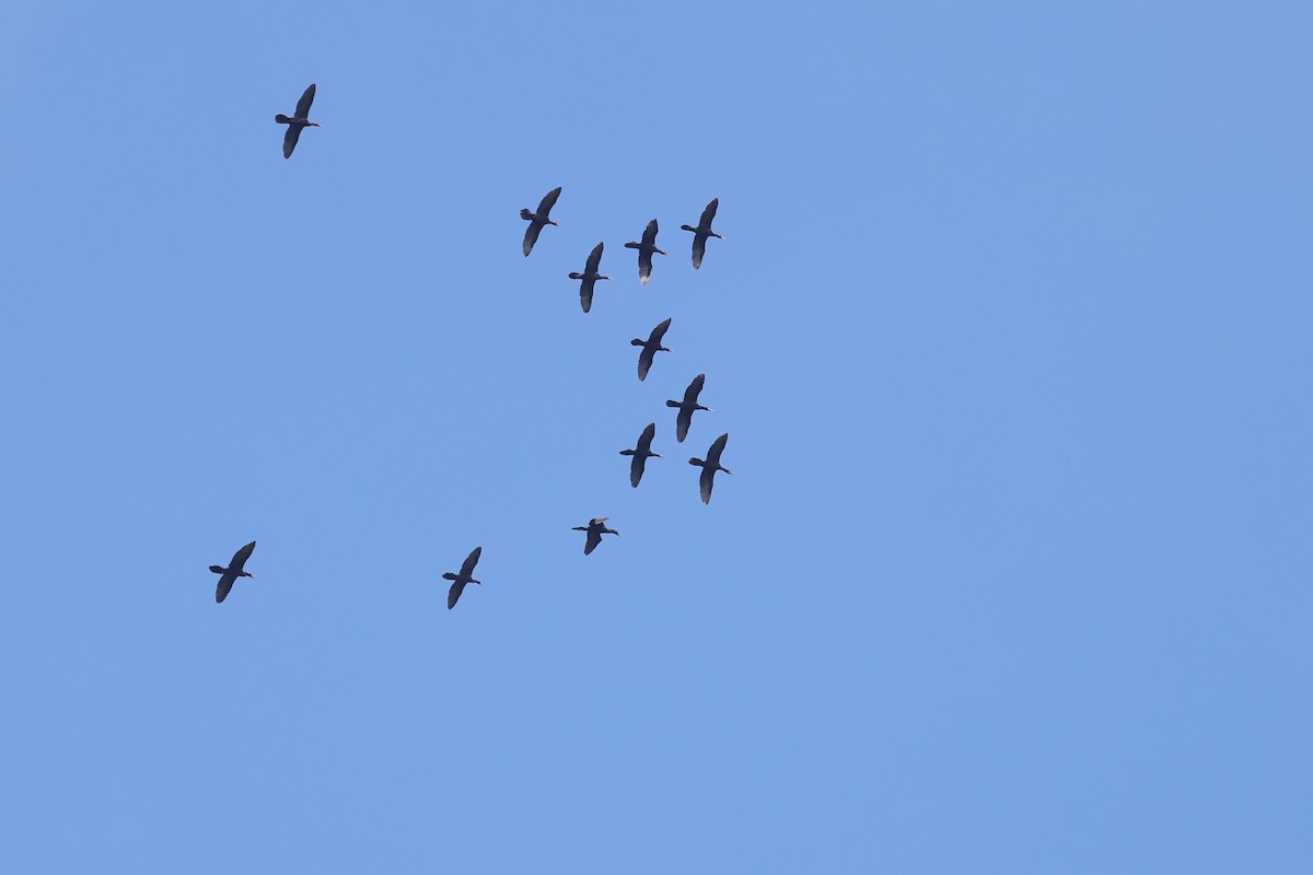 Neotropic Cormorant - ML641409182
