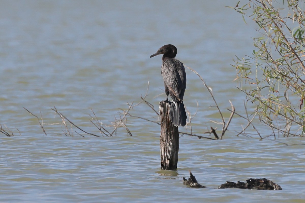 Neotropic Cormorant - ML641409185