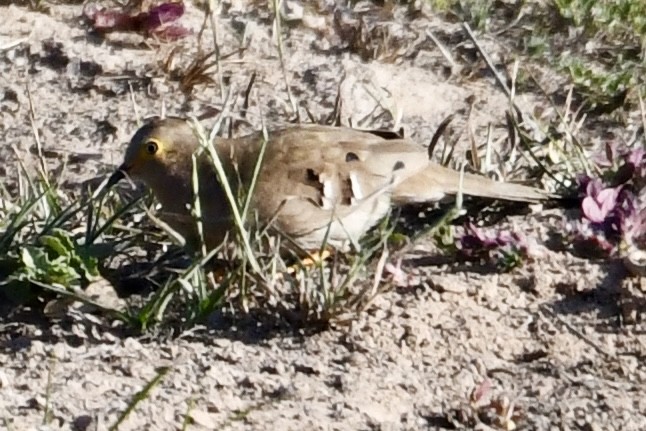 Long-tailed Ground Dove - ML641409186