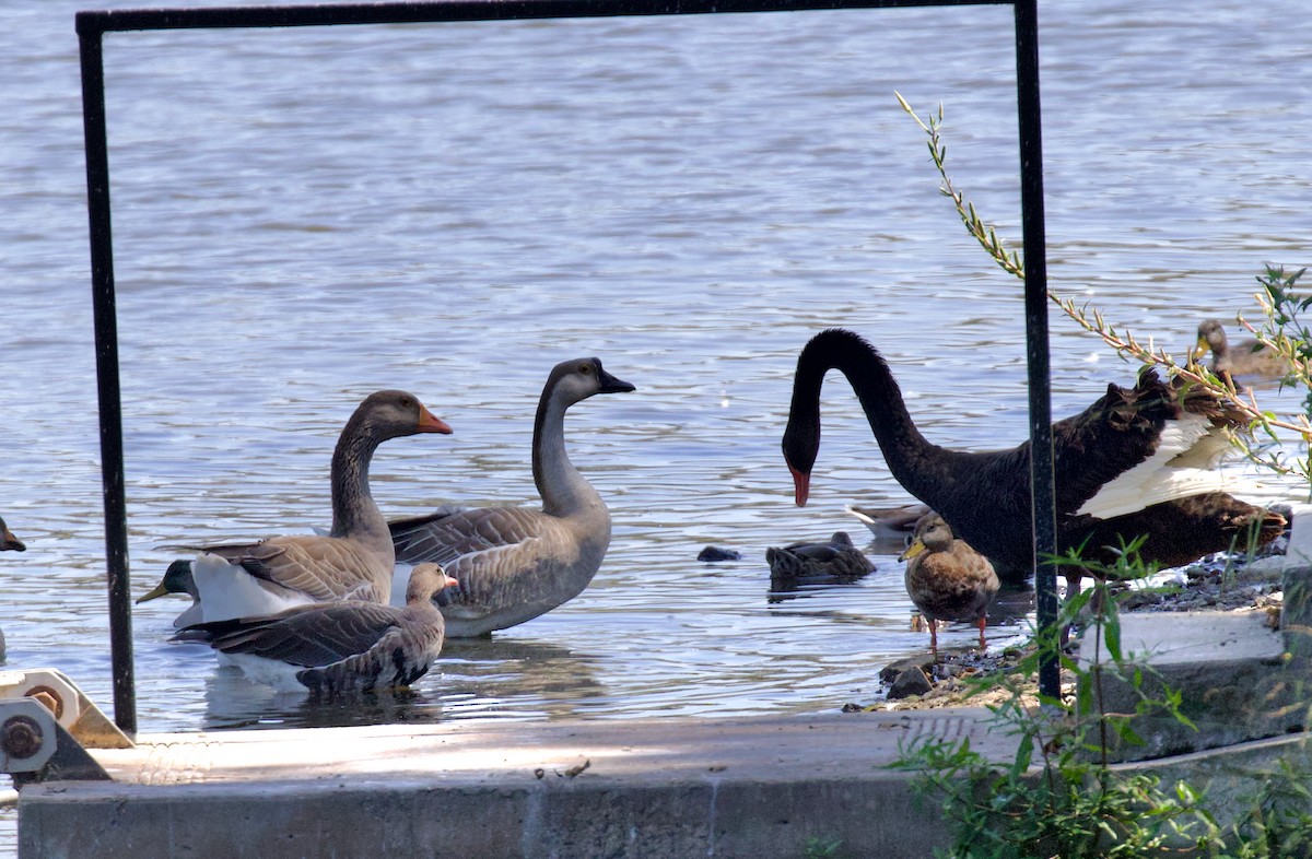 Graylag Goose (Domestic type) - ML641409187