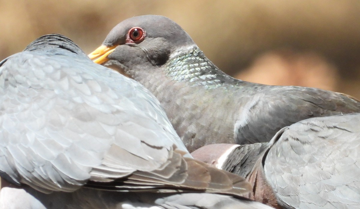 Band-tailed Pigeon - ML641409188