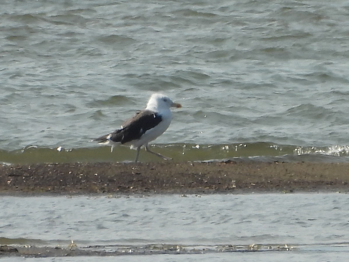Great Black-backed Gull - ML641409192