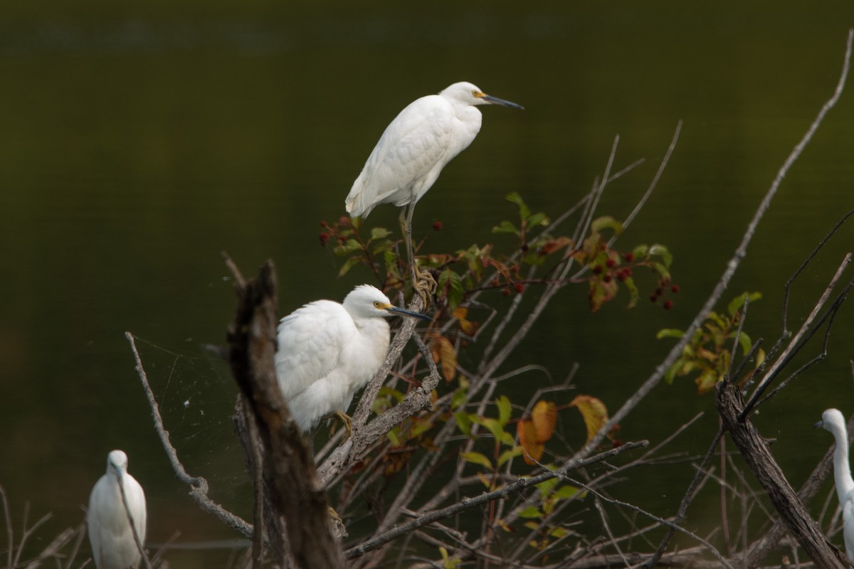 Snowy Egret - ML641409193