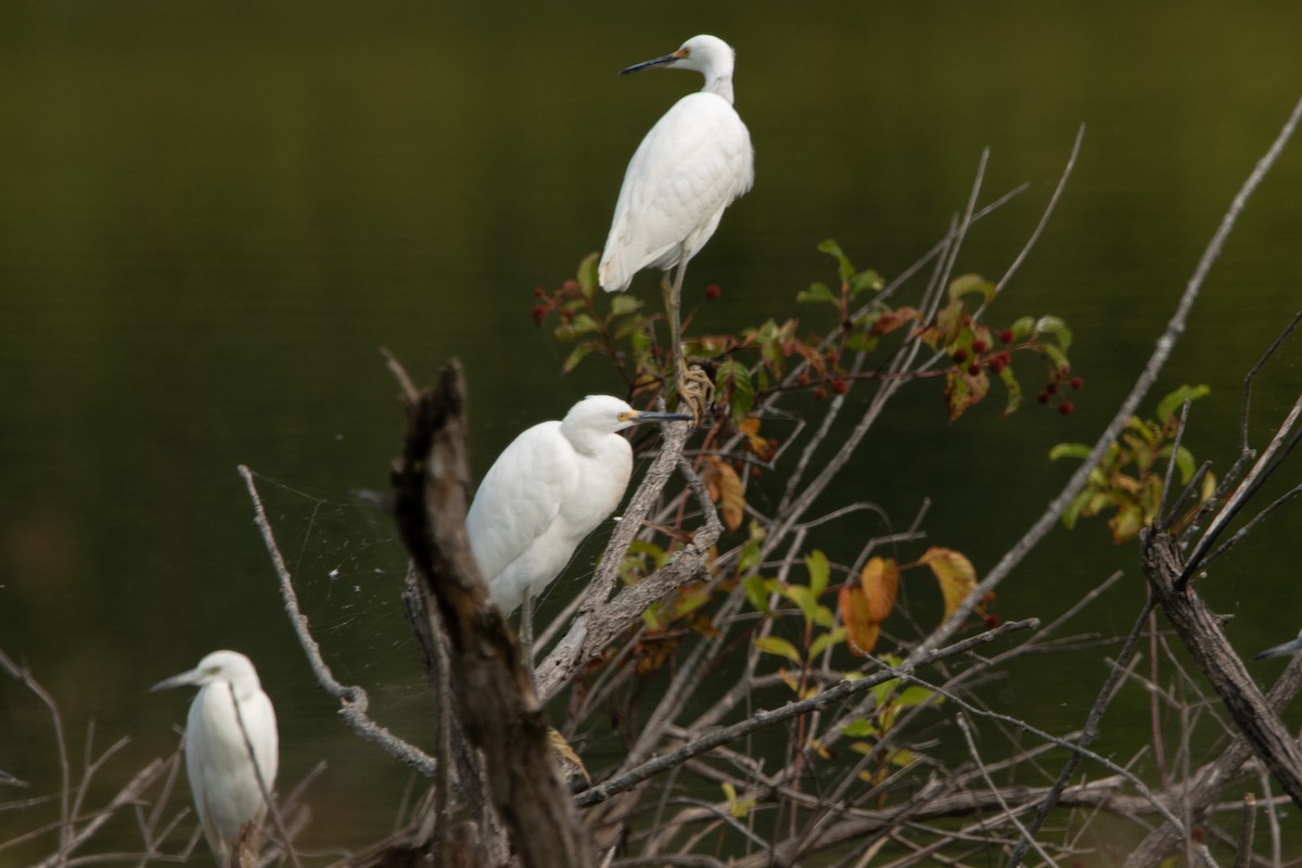 Snowy Egret - ML641409194