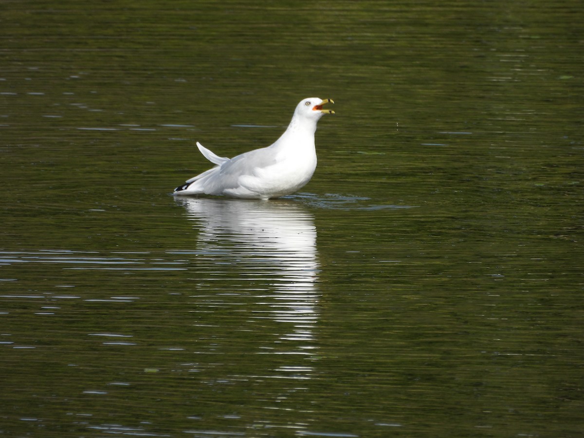 Ring-billed Gull - ML641409198