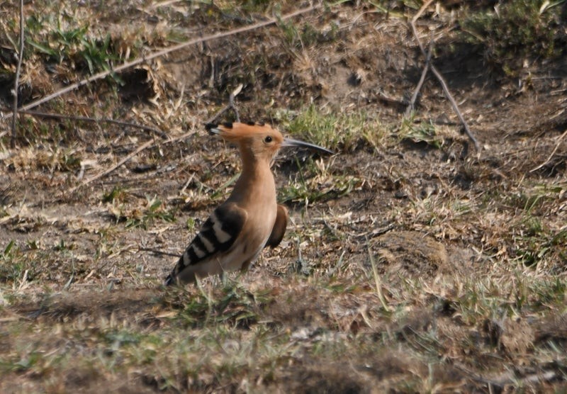 Eurasian Hoopoe - ML641409199