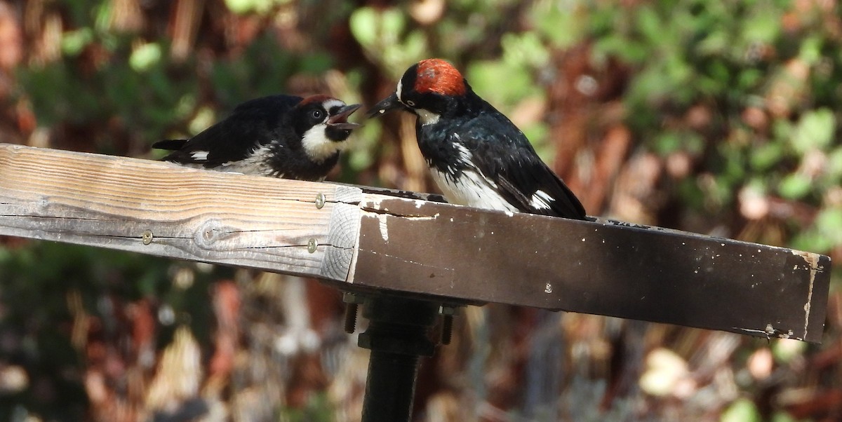 Acorn Woodpecker - ML641409206
