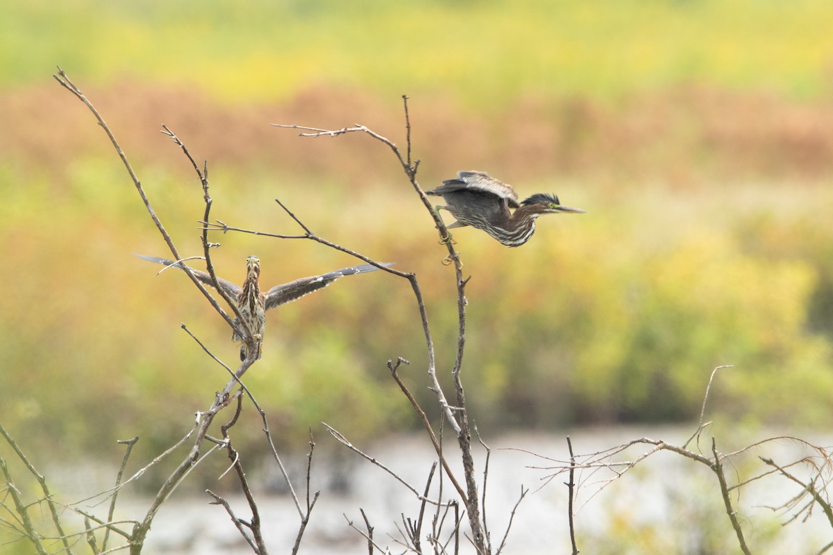 Green Heron - ML641409207