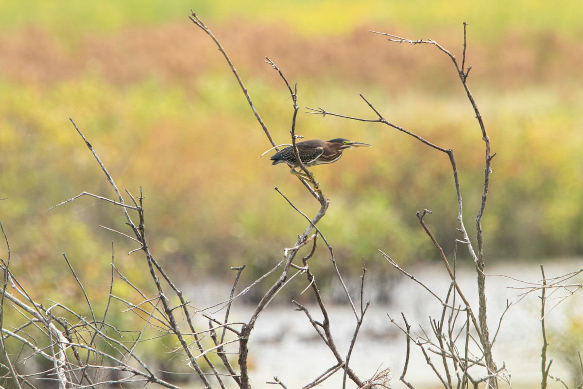 Green Heron - ML641409208