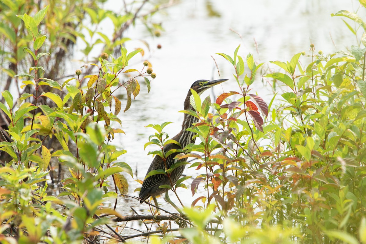 Green Heron - ML641409209