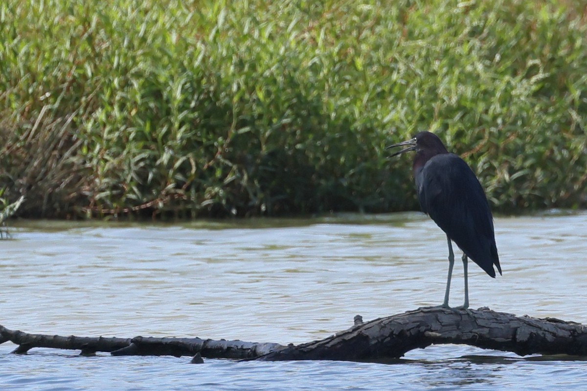 Little Blue Heron - ML641409210