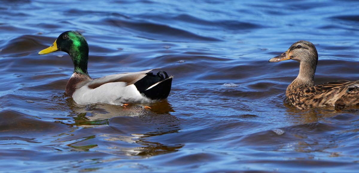 Mallard - ML641409211