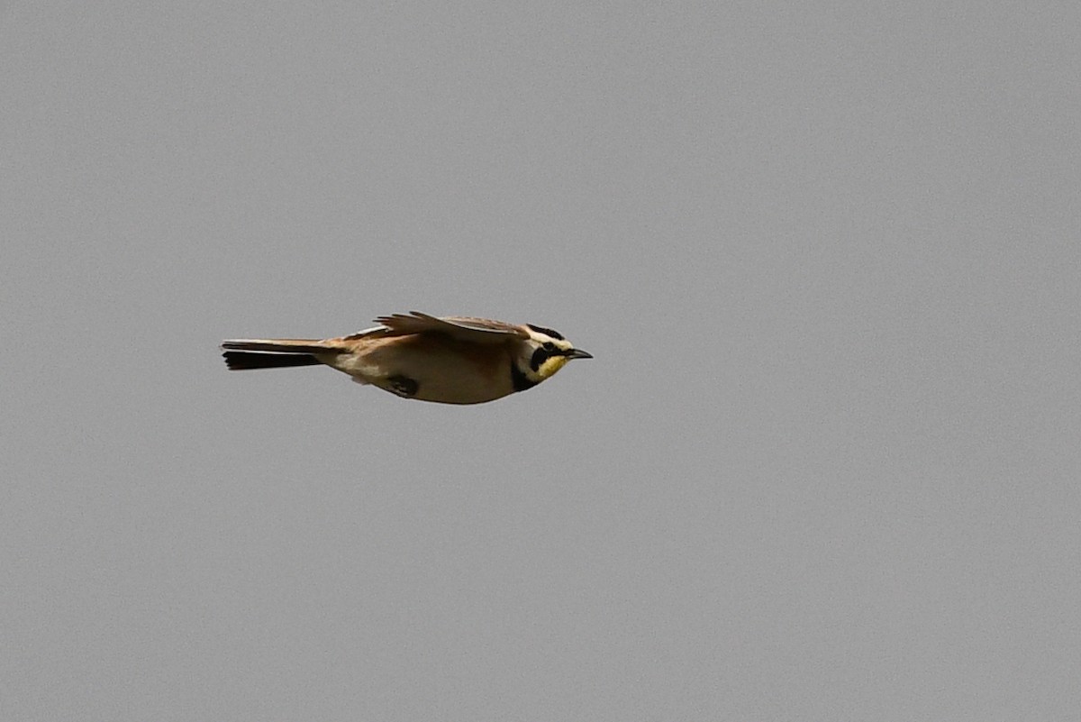 Horned Lark - ML641409212