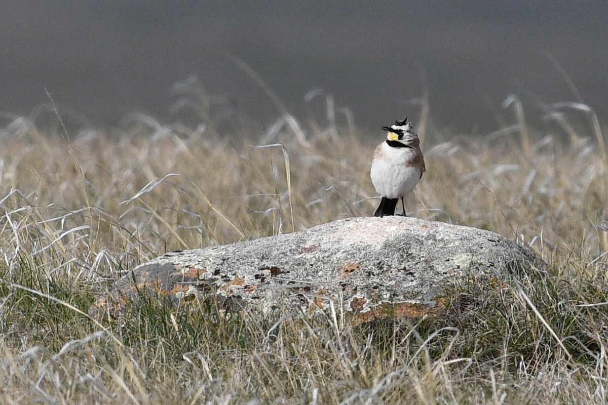 Horned Lark - ML641409213
