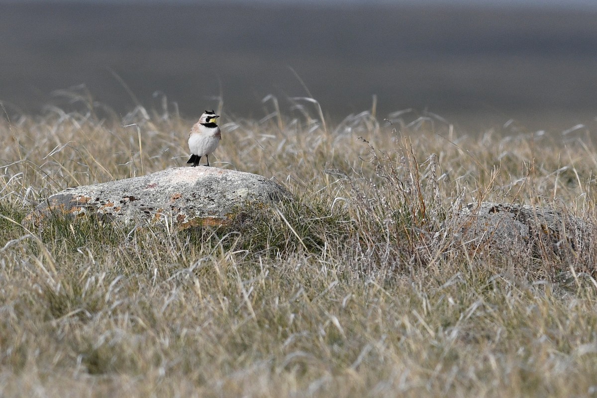 Horned Lark - ML641409215