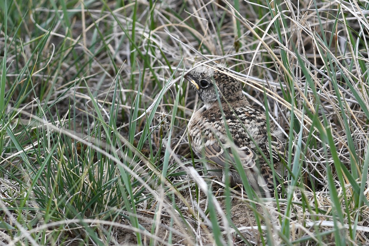 Horned Lark - ML641409216