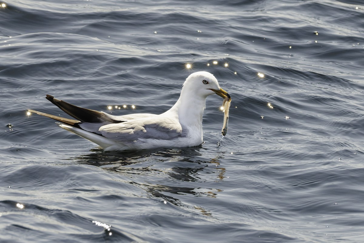 Ring-billed Gull - ML641409217