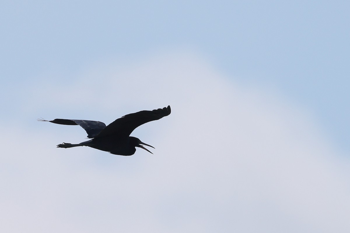 Little Blue Heron - ML641409222