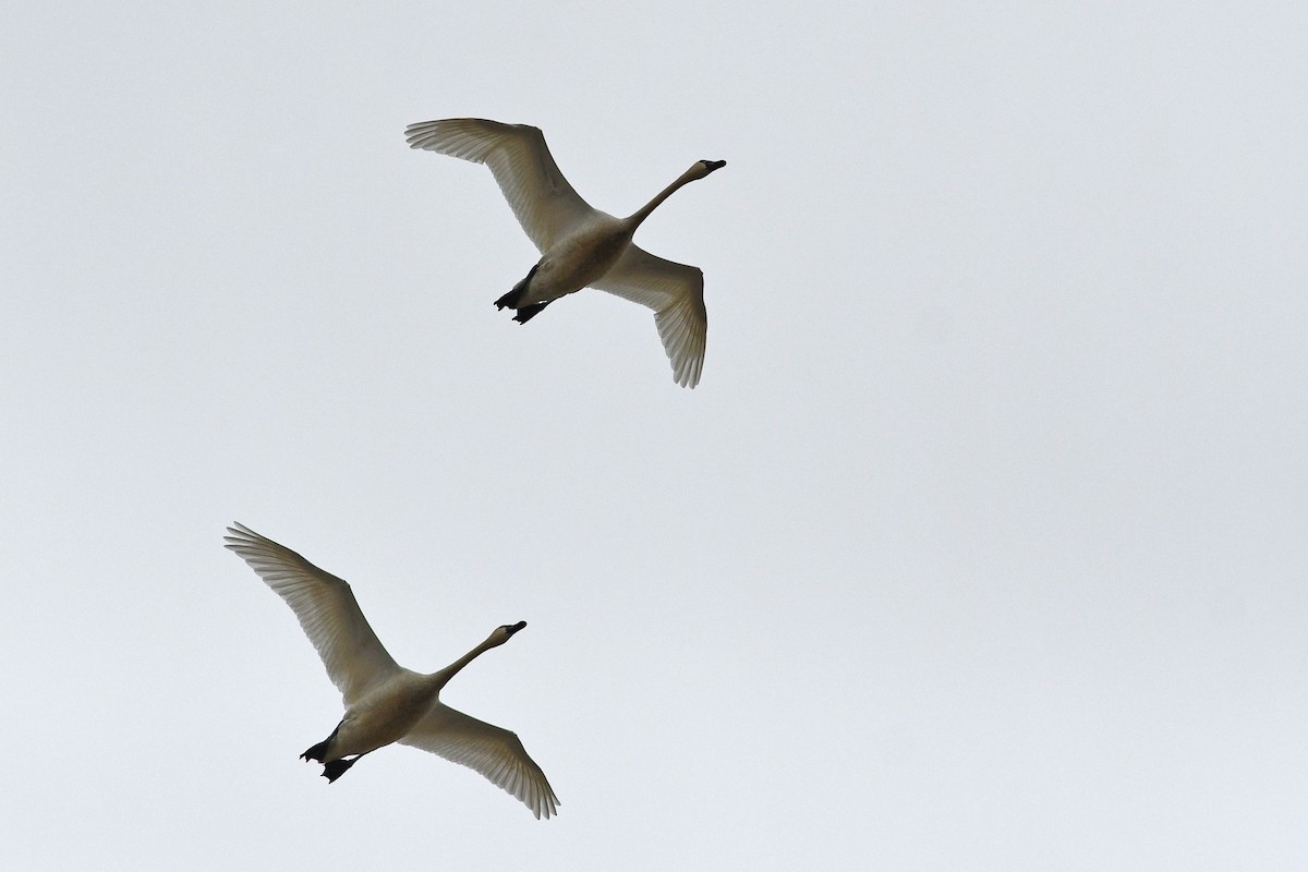 Tundra Swan - ML641409224