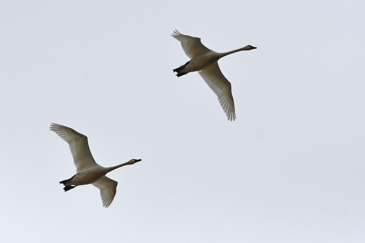 Tundra Swan - ML641409225