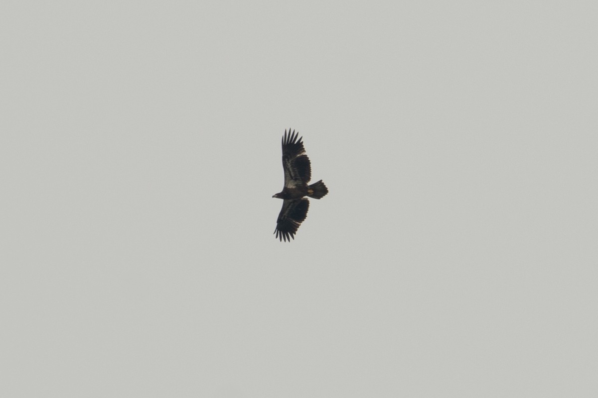 Bald Eagle - ML641409226
