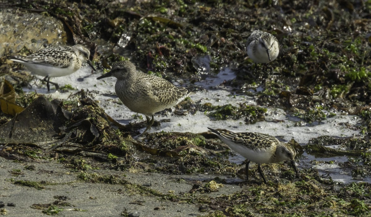 Sanderling - ML641409227