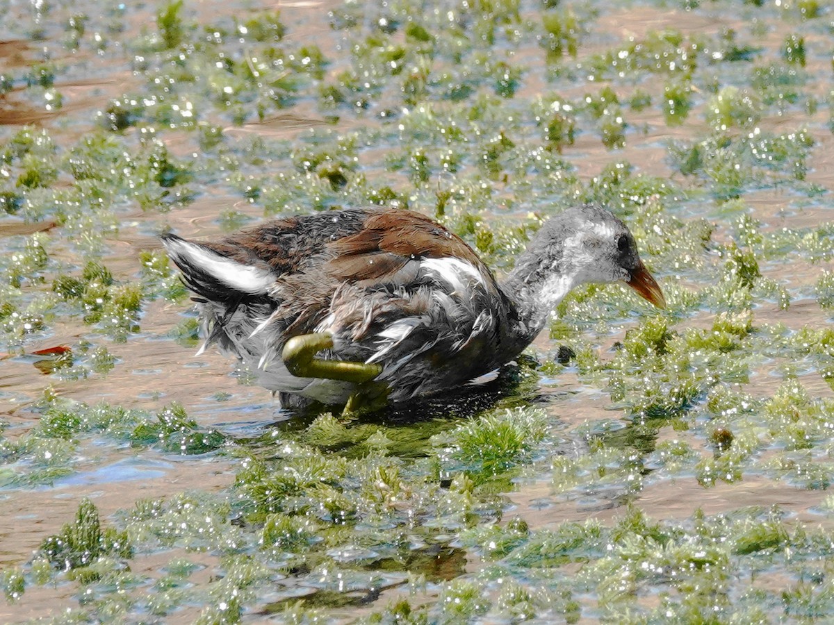 Common Gallinule - ML641409228