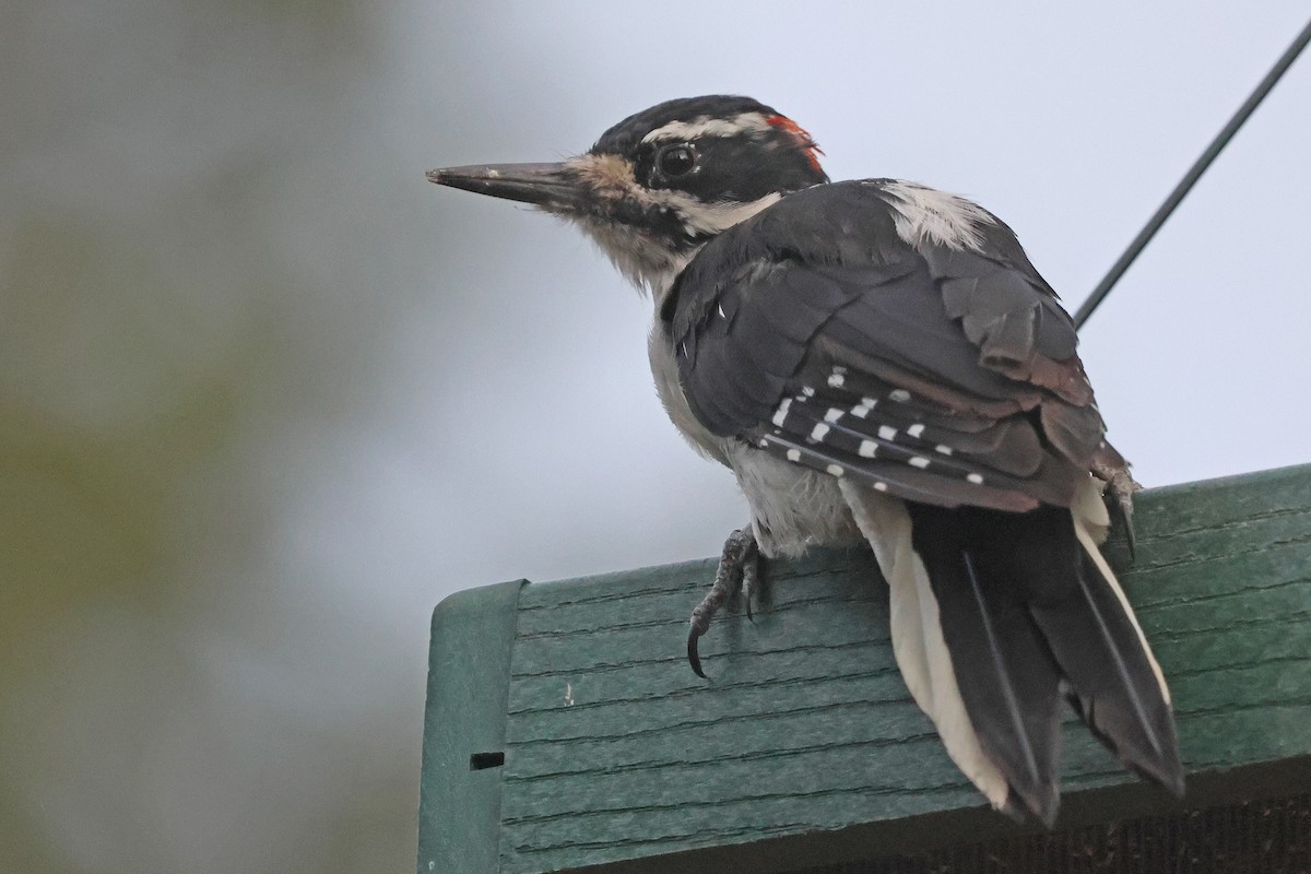 Hairy Woodpecker (Rocky Mts.) - ML641409229