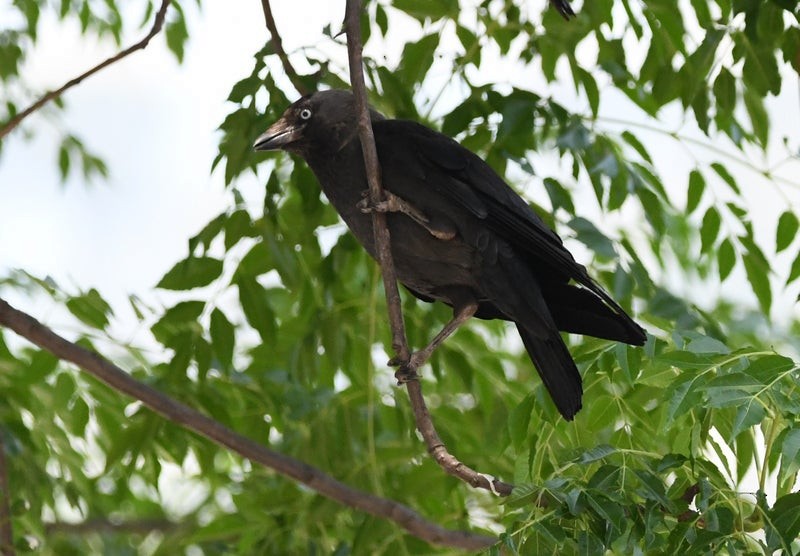 Eurasian Jackdaw - ML641409231