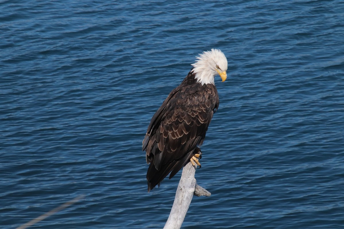 Bald Eagle - ML641409234