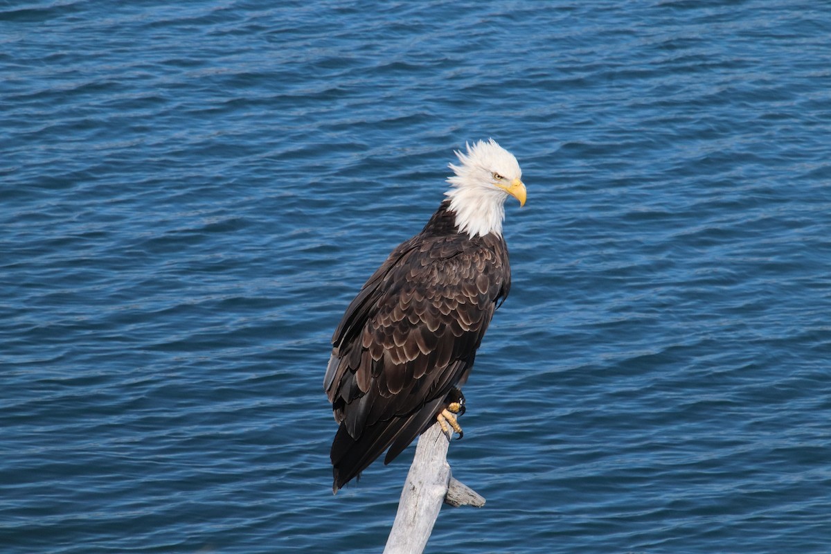 Bald Eagle - ML641409238