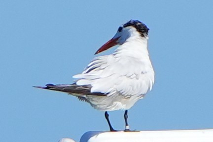 Royal Tern - ML641409239