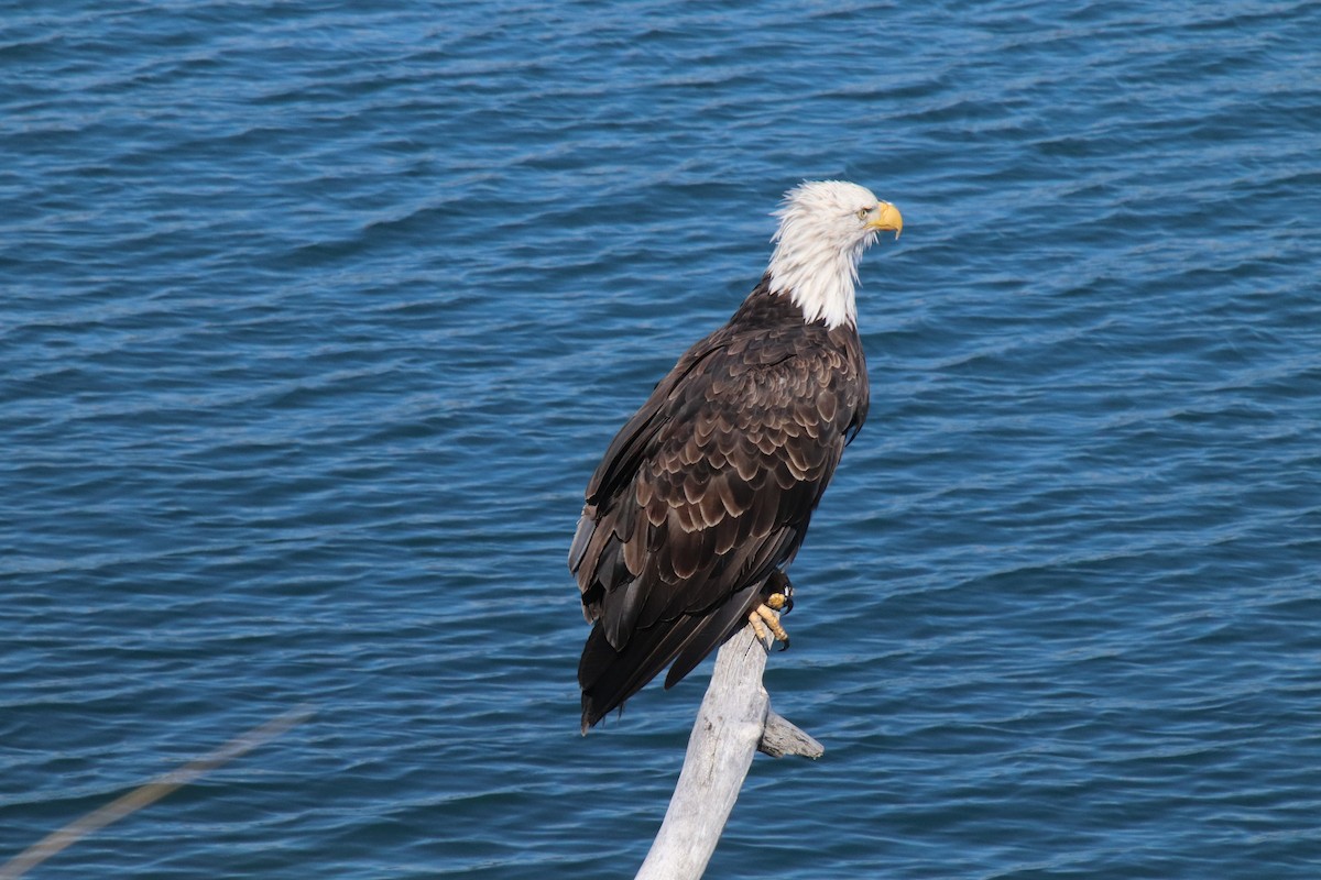 Bald Eagle - ML641409240