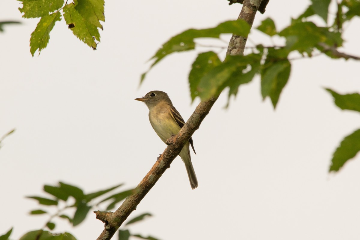 Acadian Flycatcher - ML641409241