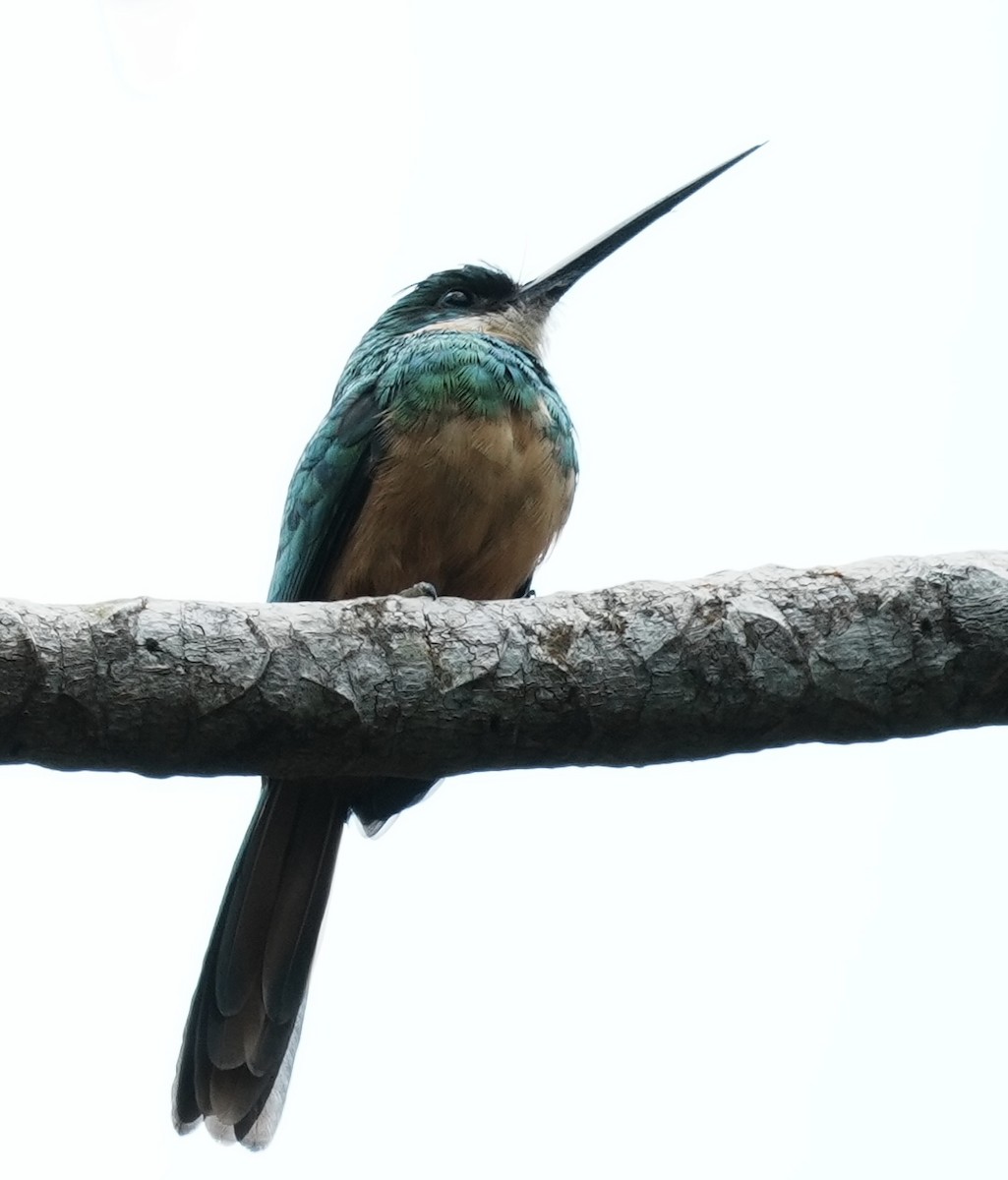 Rufous-tailed Jacamar - ML641409251