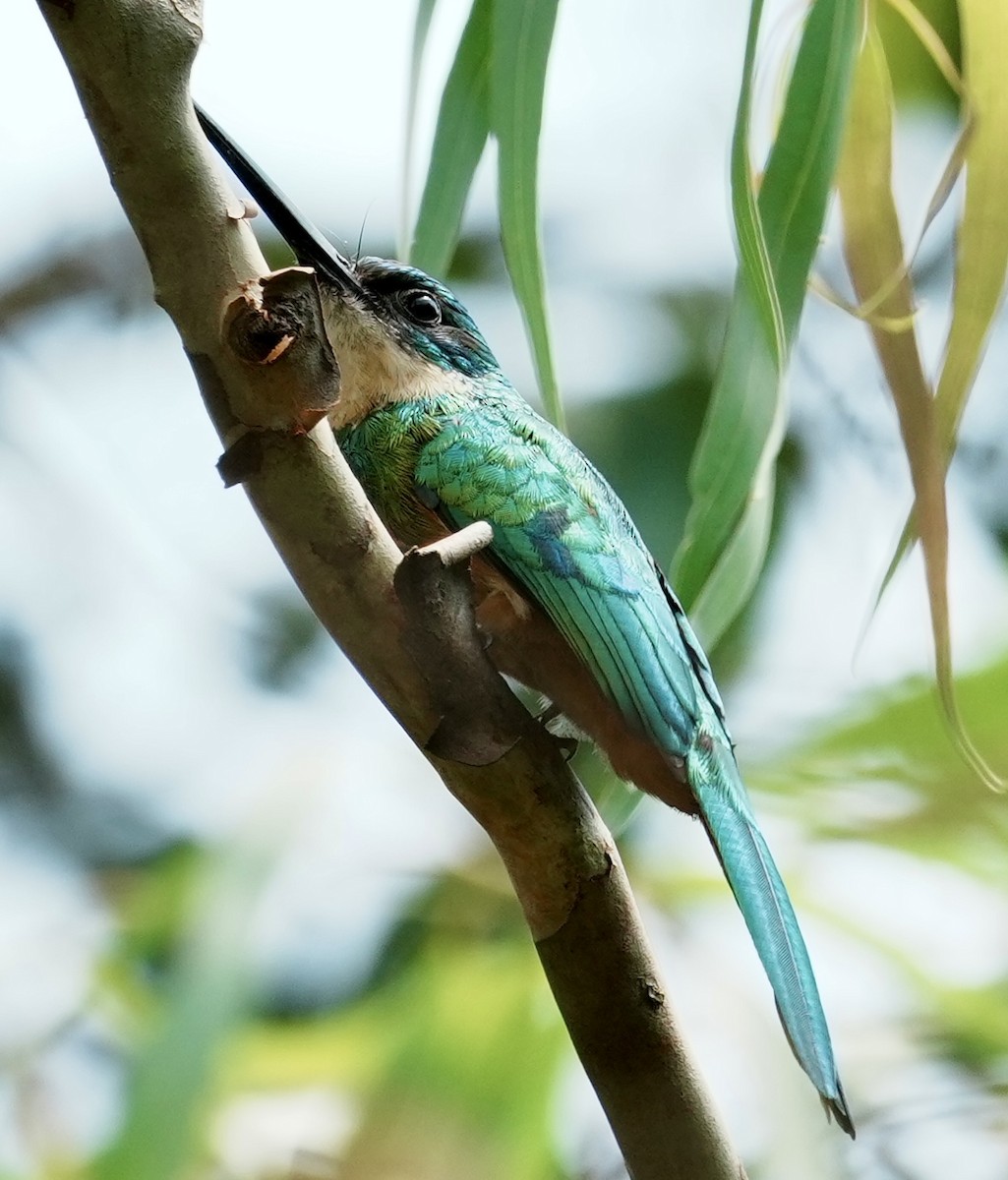 Rufous-tailed Jacamar - ML641409252