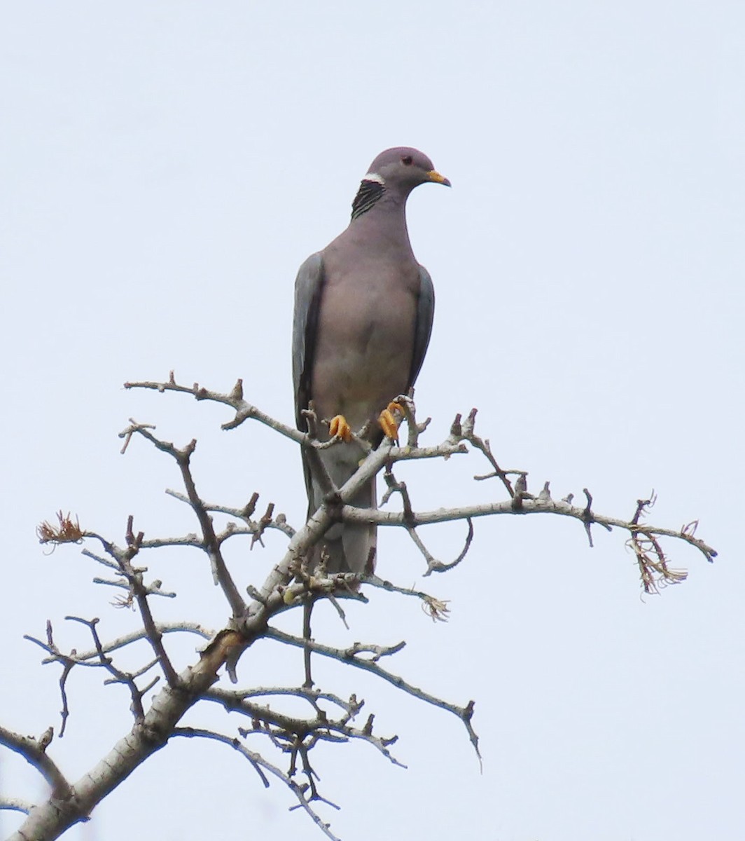 Band-tailed Pigeon - ML641409266