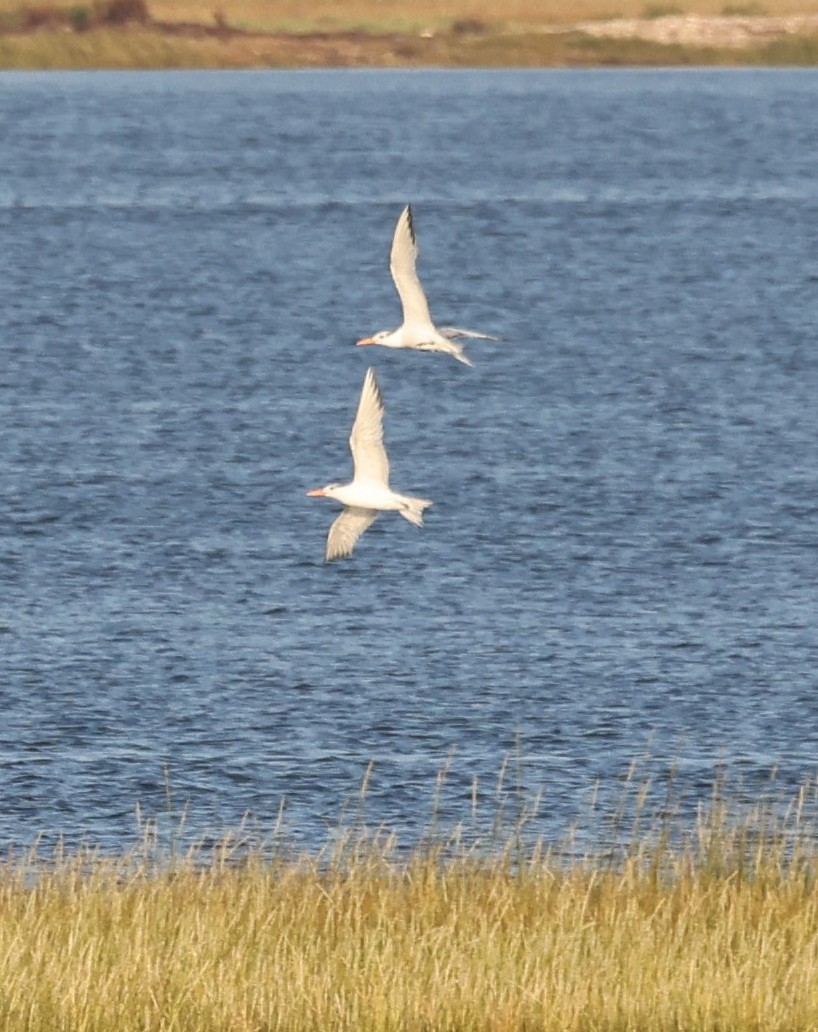 Royal Tern - ML641409267