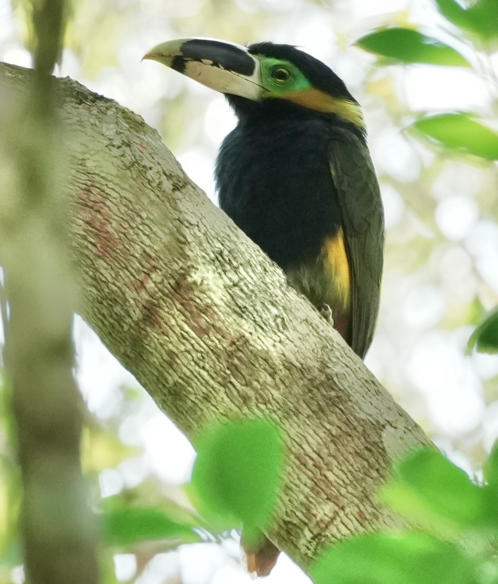 Gould's Toucanet - ML641409281