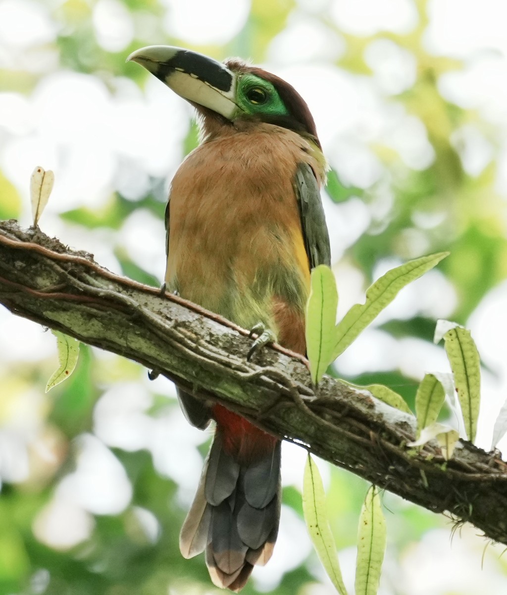 Gould's Toucanet - ML641409282
