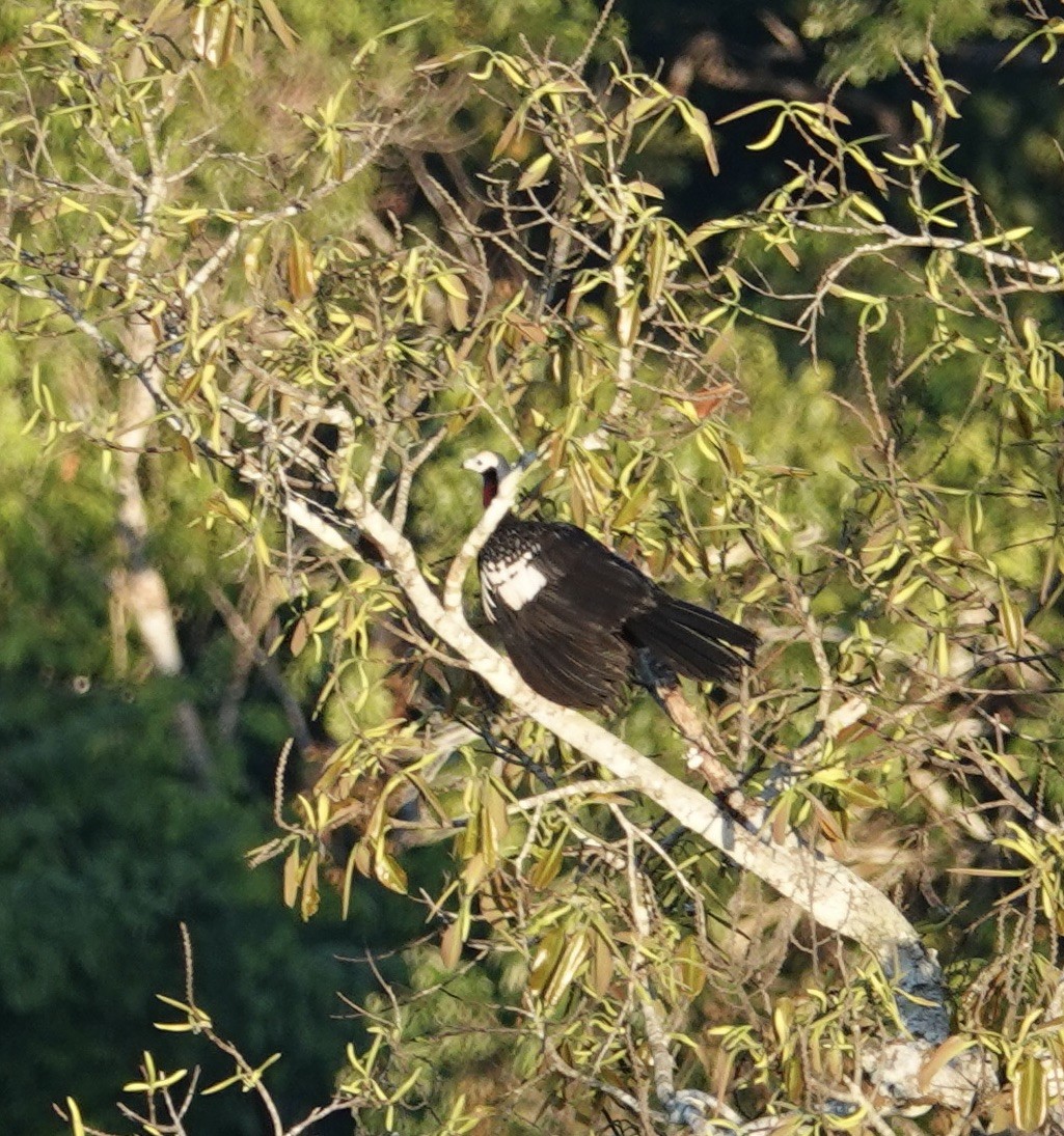 Red-throated Piping-Guan - ML641409285