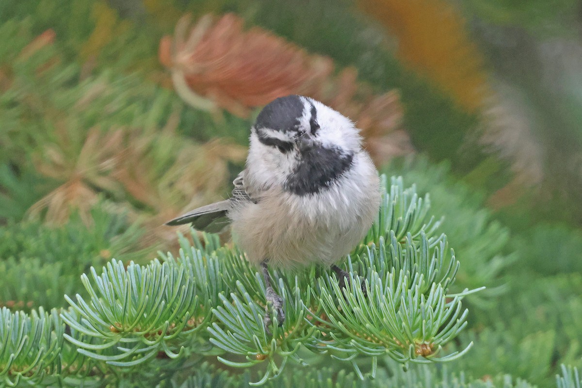 Mésange de Gambel (groupe gambeli) - ML641409300