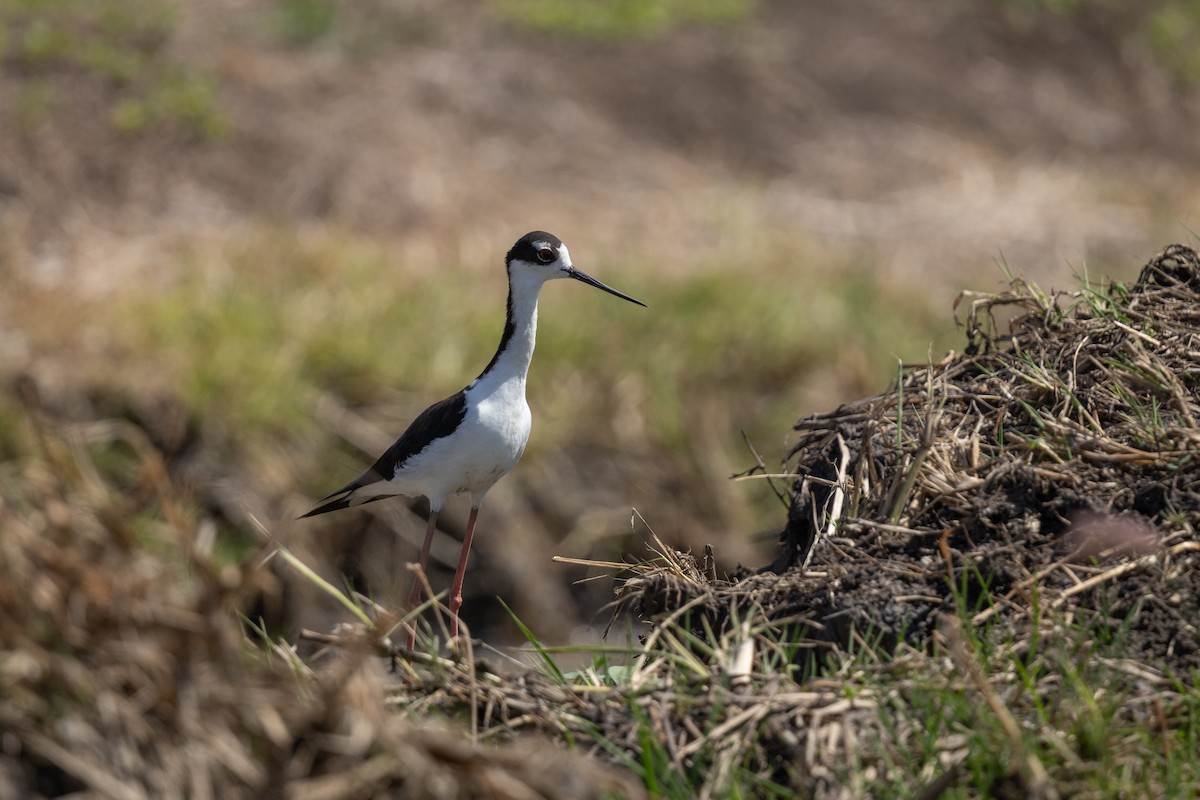 Black-necked Stilt - ML641409305