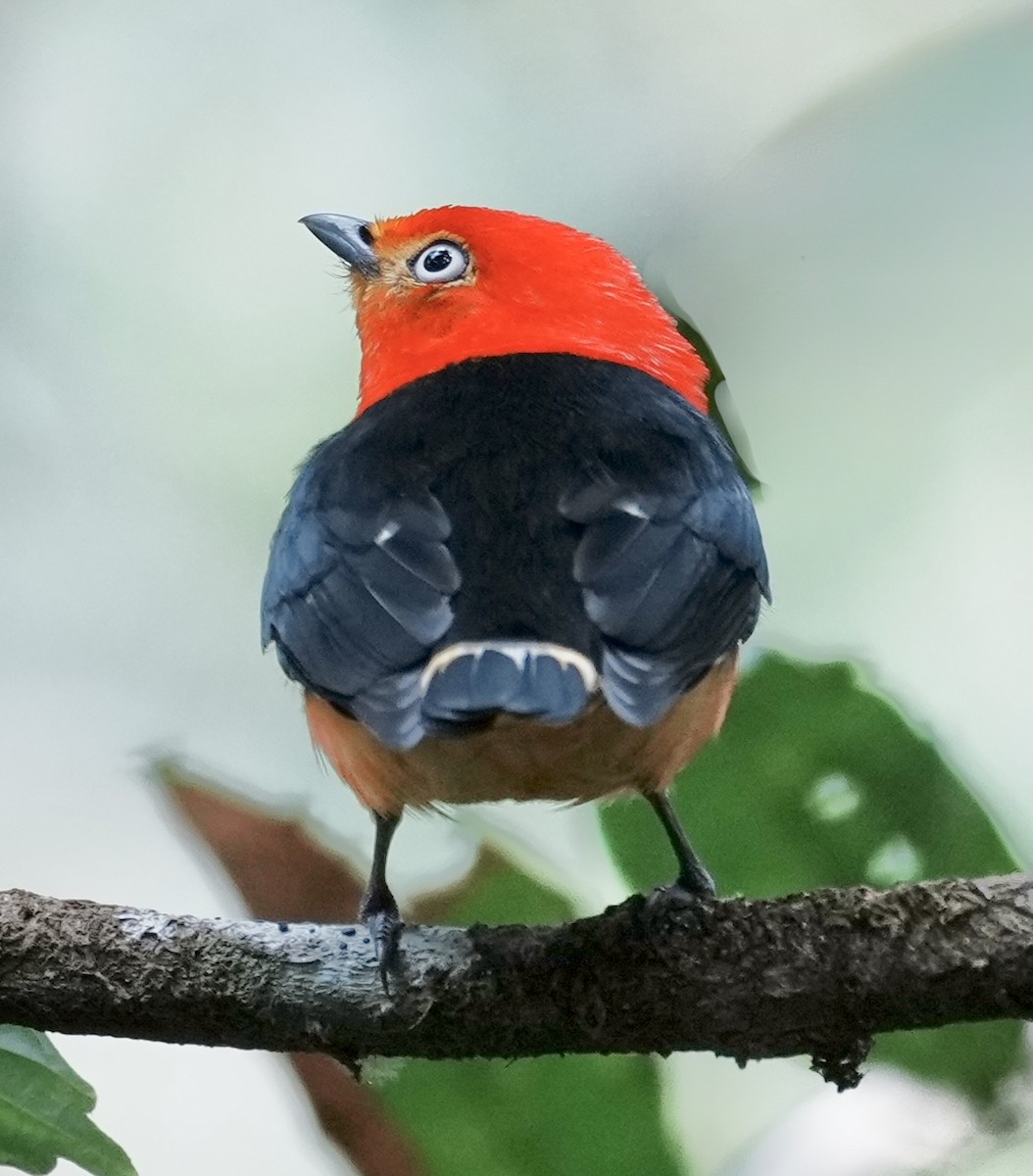 Band-tailed Manakin - ML641409311