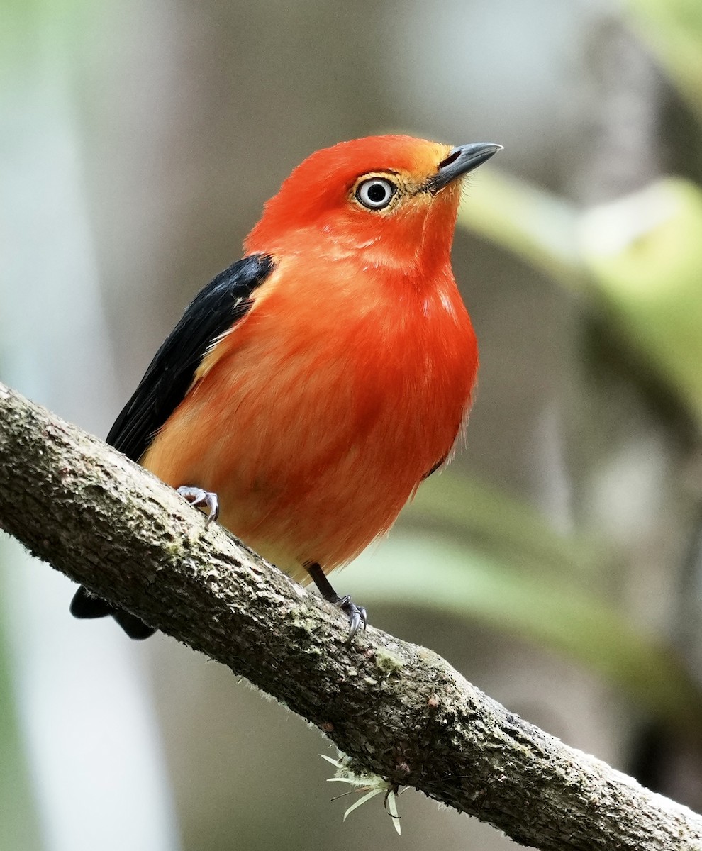 Band-tailed Manakin - ML641409312