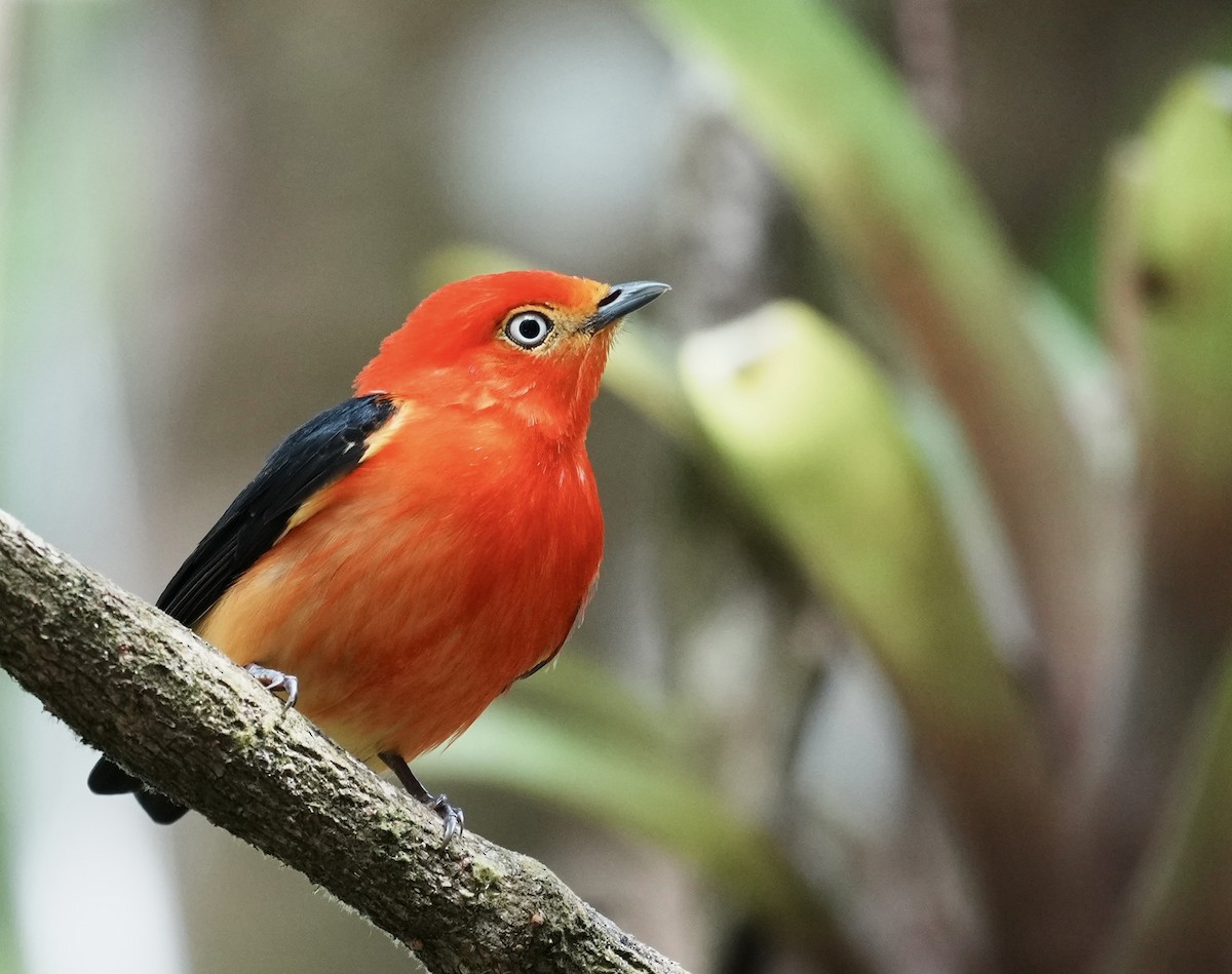 Band-tailed Manakin - ML641409314