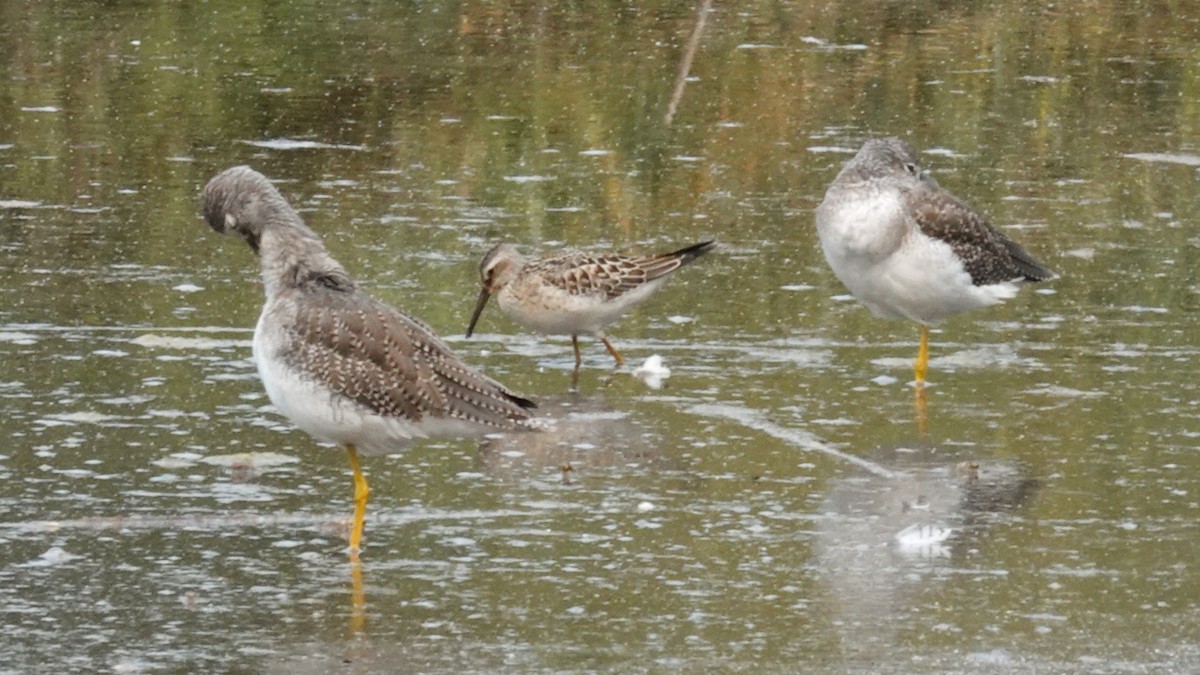 Stilt Sandpiper - ML641409340