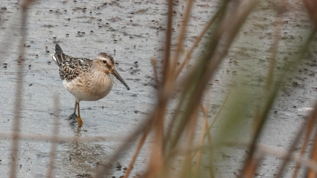 Stilt Sandpiper - ML641409341