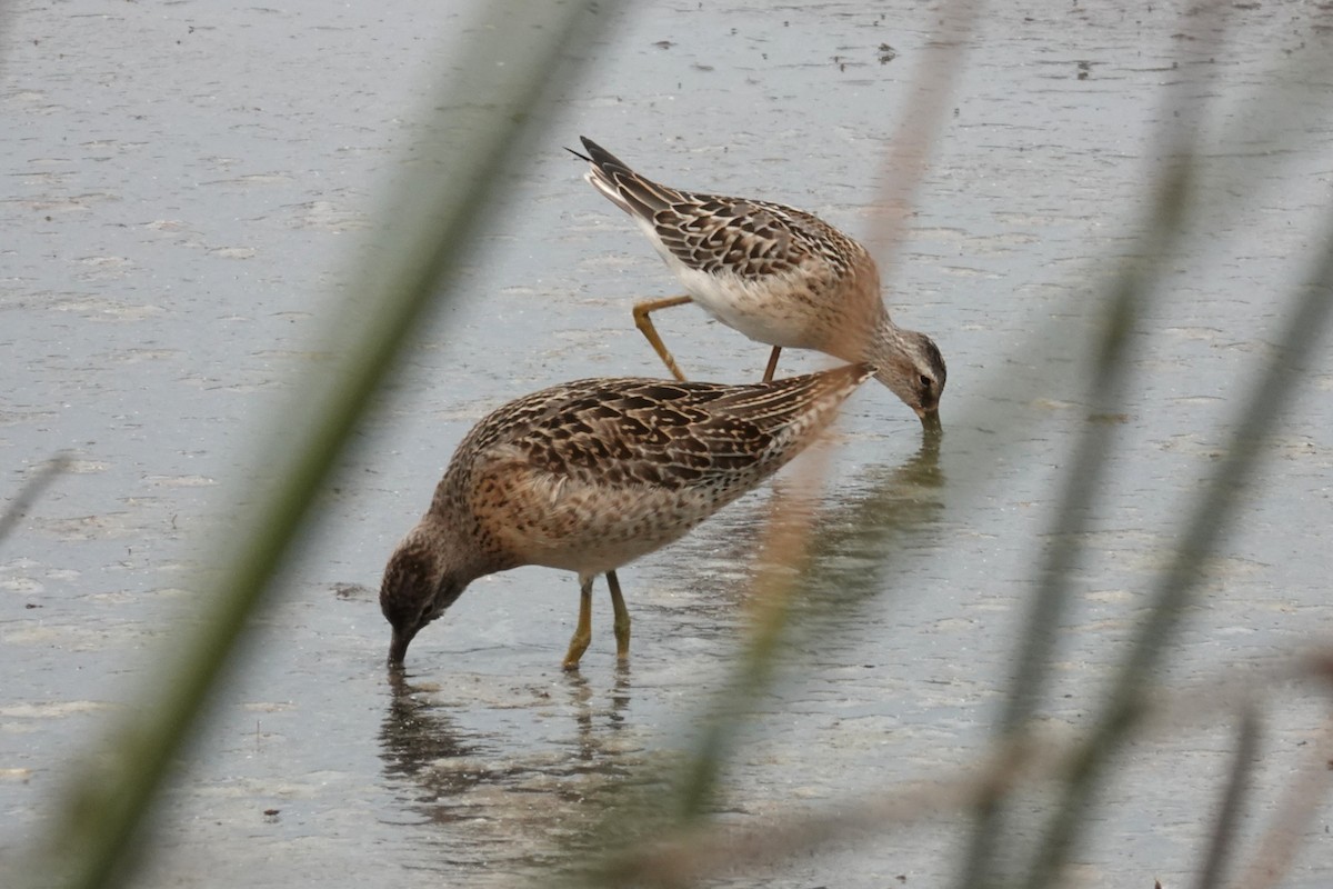 Stilt Sandpiper - ML641409342