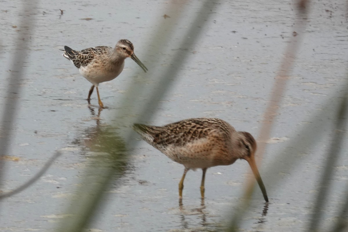Stilt Sandpiper - ML641409343